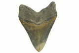 Serrated, Fossil Megalodon Tooth - North Carolina #328436-2